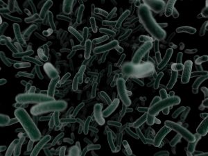bacterium-virus-micro-110819-l